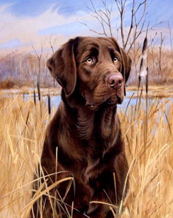 Malen Nach Zahlen Für Erwachsene - Labrador Motiv 40x50cm | DIY Bastelset Von Figured'Art