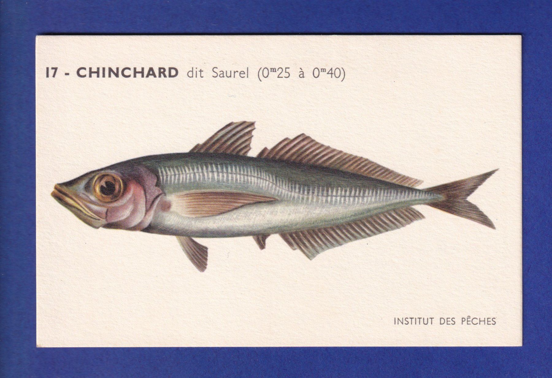 Cartes postales: Poisson - CHINCHARD dit Saurel – D'occasion à Pully par nicecards-shop