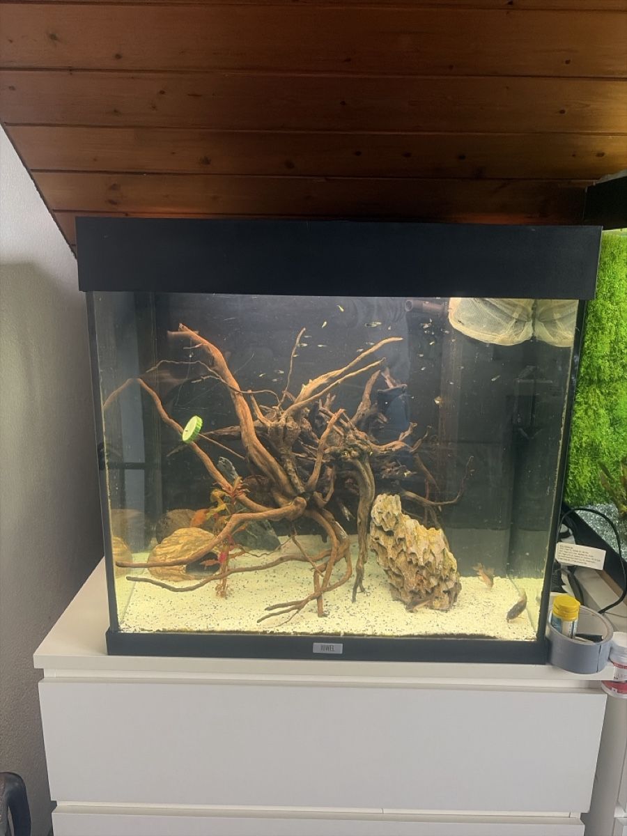 Acquari: Aquarium mit Schrank – Usato da Reinach AG venduto da joy_q2gl 1