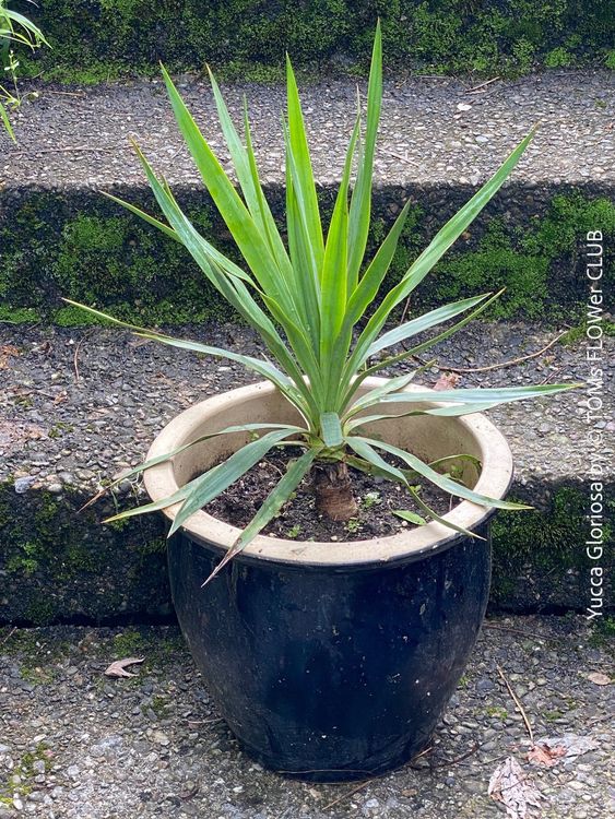 Yucca Gloriosa im Tontopf Stamm bildend winterhart Kaufen auf Ricardo