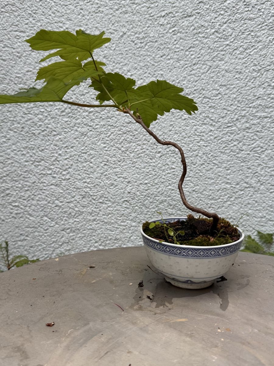 Pflanzen & Samen: Bonsai/Bergahorn – Gebraucht aus Münchwilen TG von baluzi3 1
