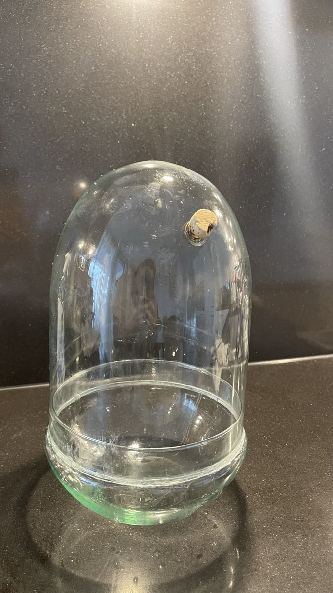 Terrario: Terrarium Glas Ei-Form – Usato da Neuhausen am Rheinfall venduto da nifi.plants 1