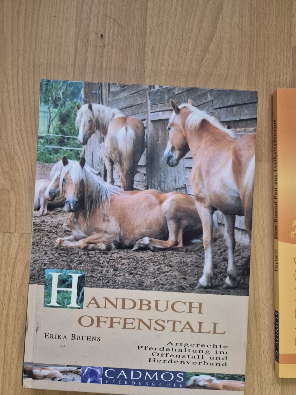 Zaumzeug & Halfter: Pferdefachbuch "Handbuch Offenstall" – Gebraucht aus Meggen von Orrinka20