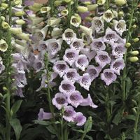 15 Samen ( Pellets ) Fingerhut CAMELOT LAVENDER