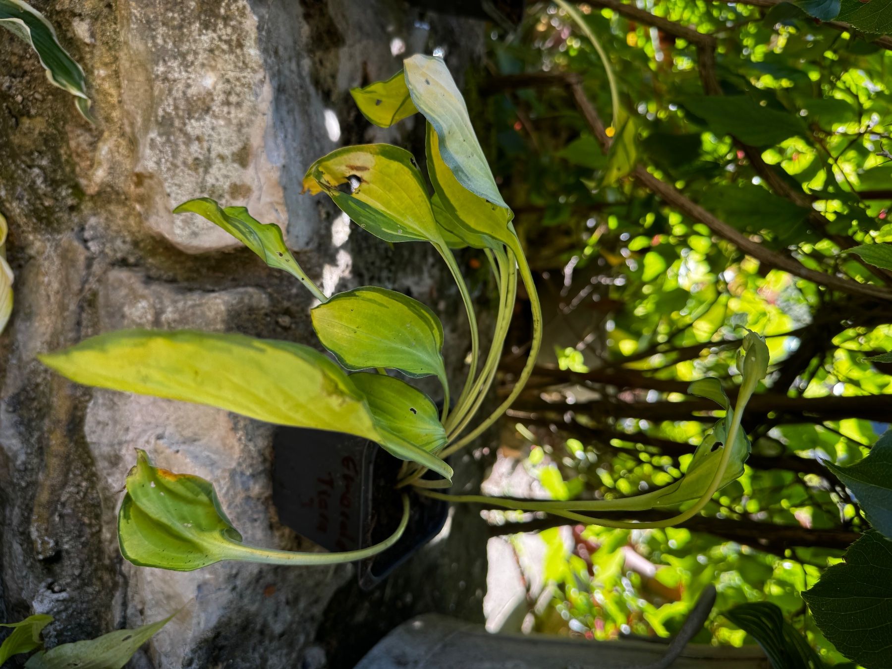 Plantes & graines: Hosta emerald tiara – D'occasion à Lajoux JU par Briard0 1