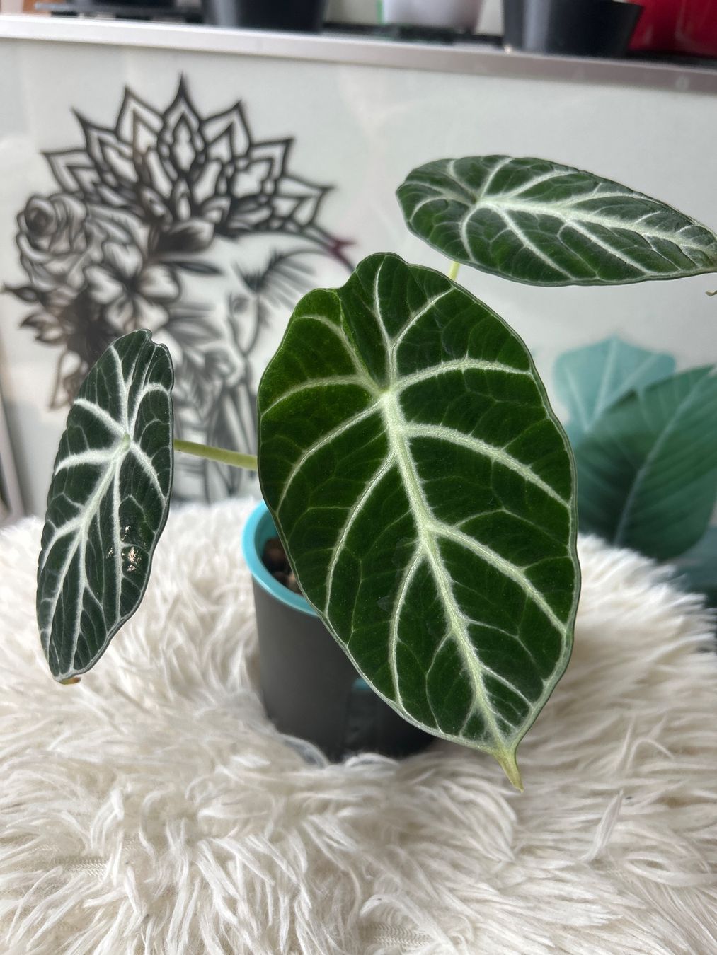 Pflanzen & Samen: Alocasia Ninja variegata – Neu (gemäss Beschreibung) aus Scherzingen von Elefantenohr.ch