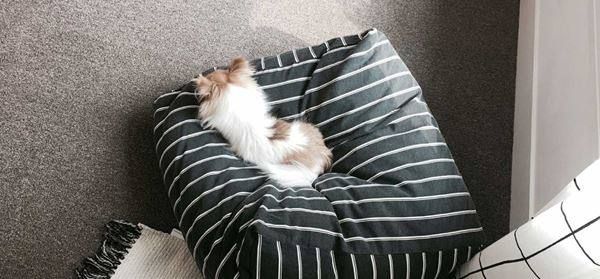 Strumenti musicali: Black Mayonnaise Double Stripe Cushion 2 – Nuovo e nell'imballaggio originale da Naters venduto da PuppyAngel_Schweiz 3