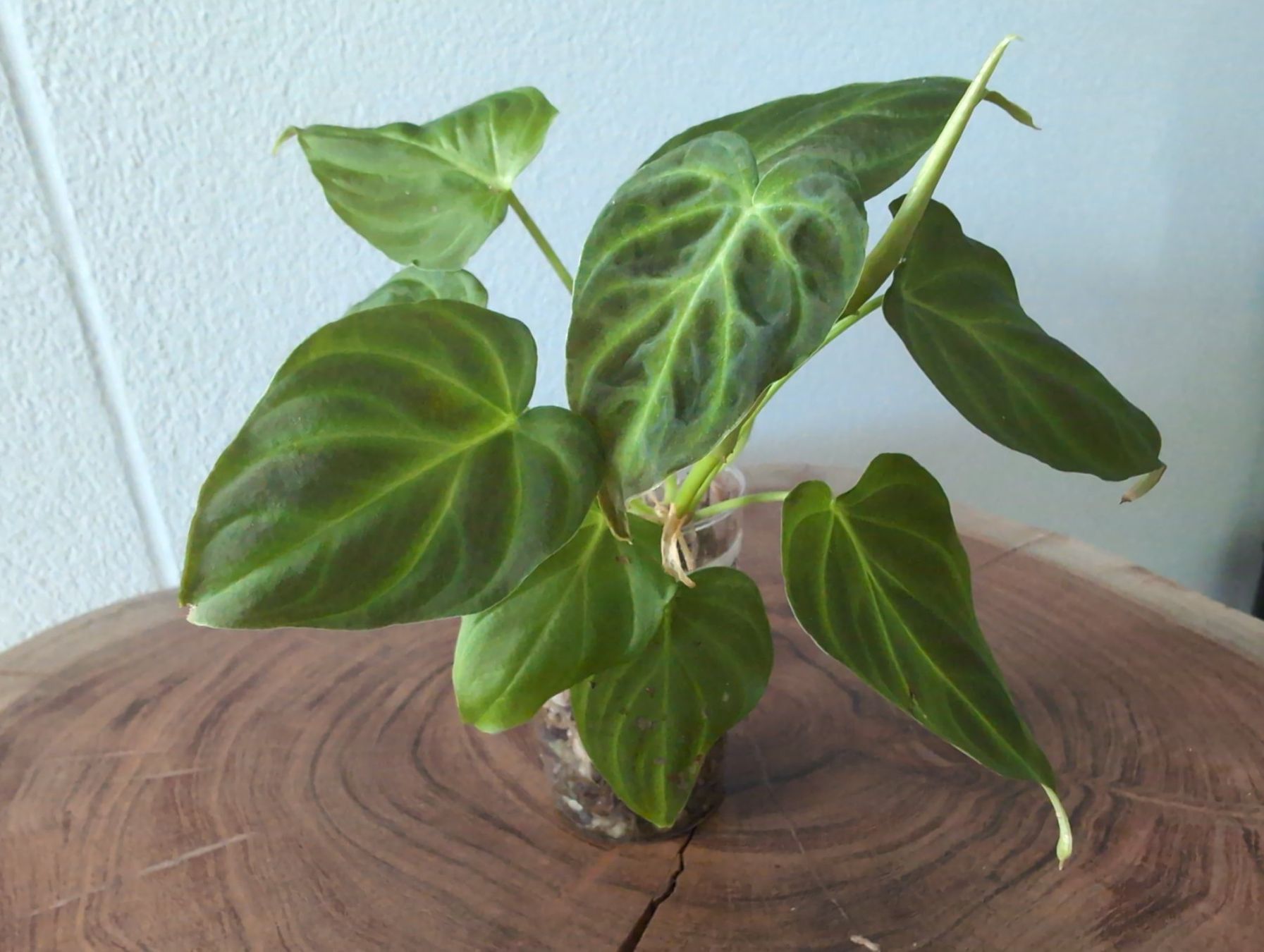 Philodendron verrucosum Bosco (Dark form) (Gebraucht) in Bern fr CHF 19   mit Lieferung auf Ricardo kaufen