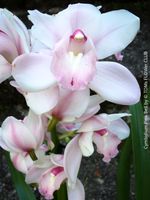 Cymbidium Pink Bell mit zarten rosa Blüten