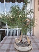 Wunderschöner Bonsai Baum Kiefer mit Steinen für Ihr Zuhause