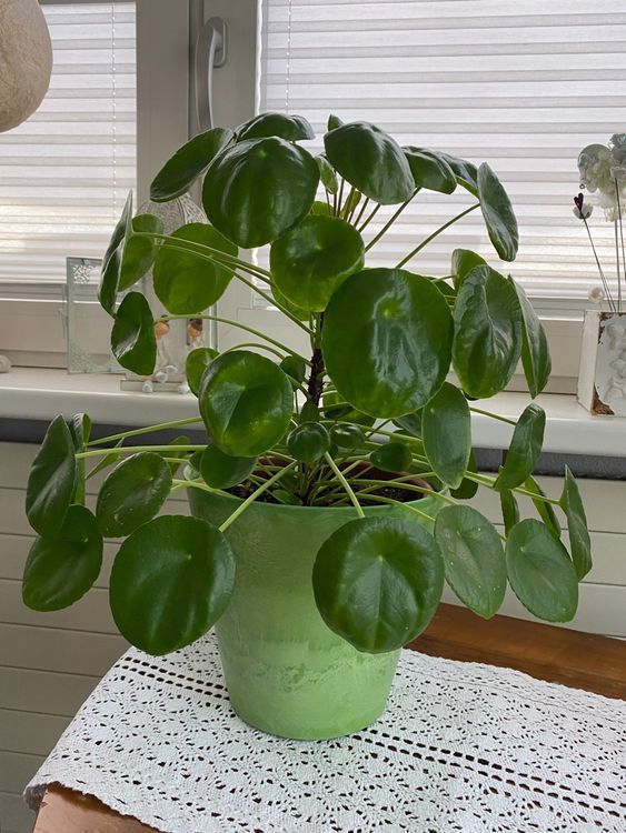 chinesischer Geldbaum (Pilea) Kaufen auf Ricardo
