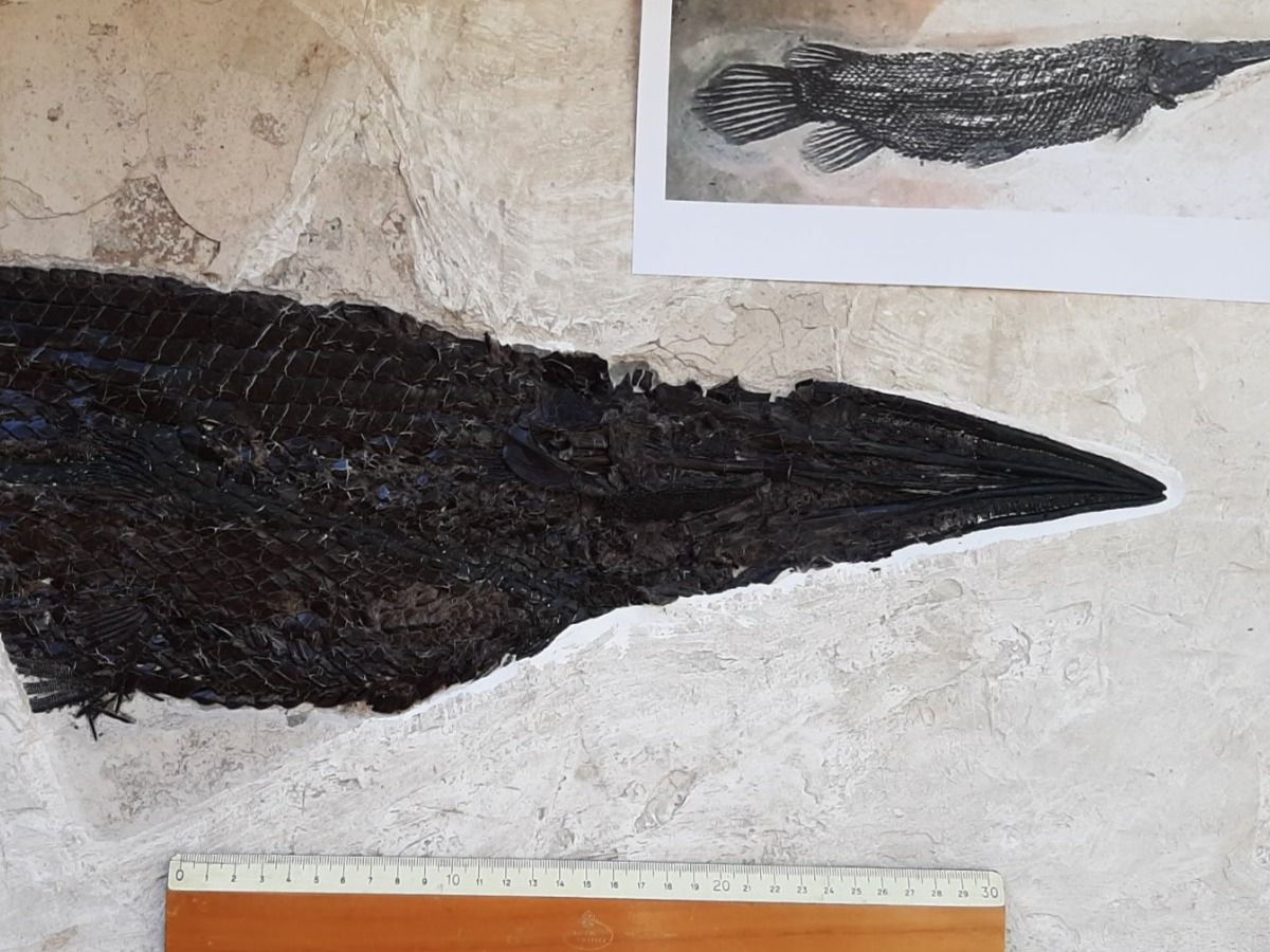 Fossili: Fossiler Fisch, Knochenhecht – Usato da Rickenbach BL venduto da Oktober68 3