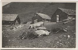 LANDWIRTSCHAFT/ALPWIRTSCHAFT 1930 mit Sauen