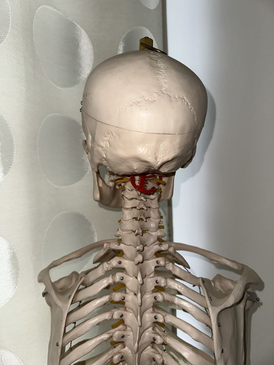 Kit di modellismo & Modellini statici: Anatomie-Skelett – Usato da Reinach BL venduto da Anrix 6