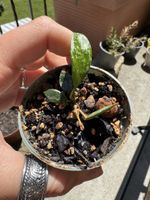 Hoya Krohniana Eskimo