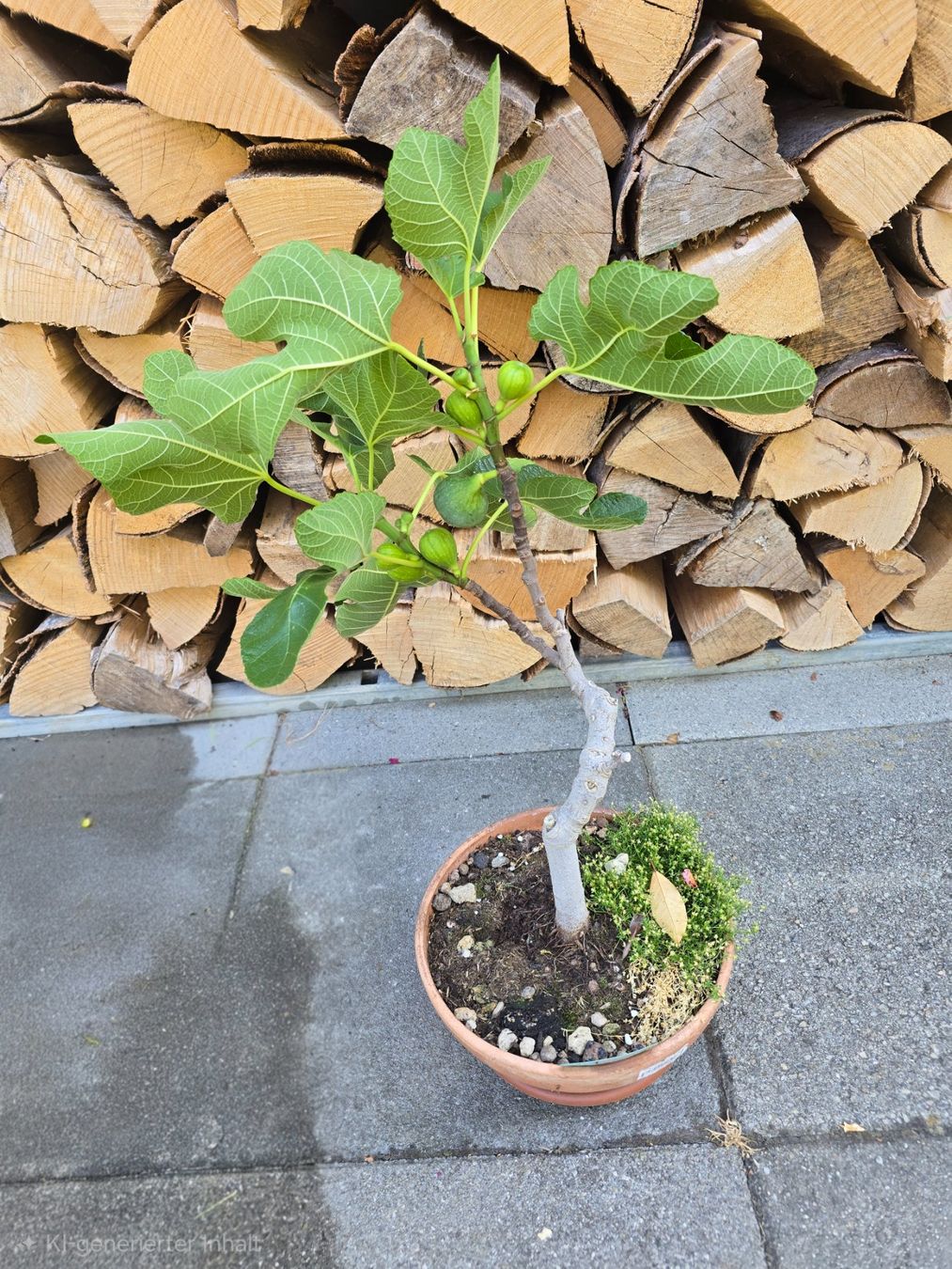 Piante & sementi: Feigenbaum Bonsai Art, viele Früchten – Usato da Aarburg venduto da popkorn65 4