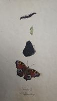 Schmetterling Buch lose Orig. Aquarell/Gouache 19.h  32x24cm