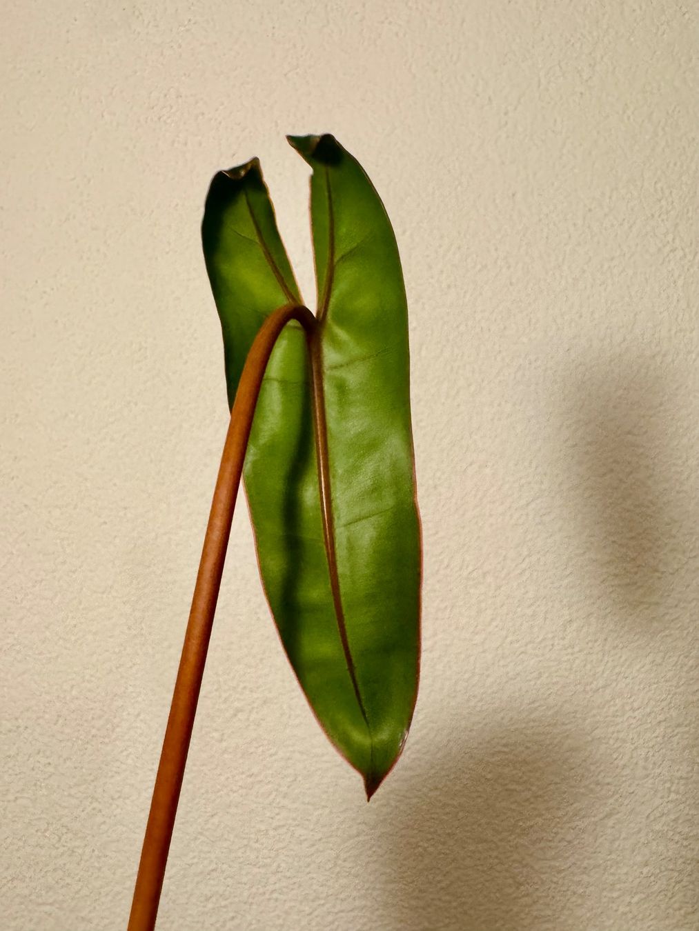 Piante & sementi: Philodendron Billietiae | Fresh Top Cutting – Nuovo (secondo la descrizione) da Bülach venduto da Bloom_Witch 1