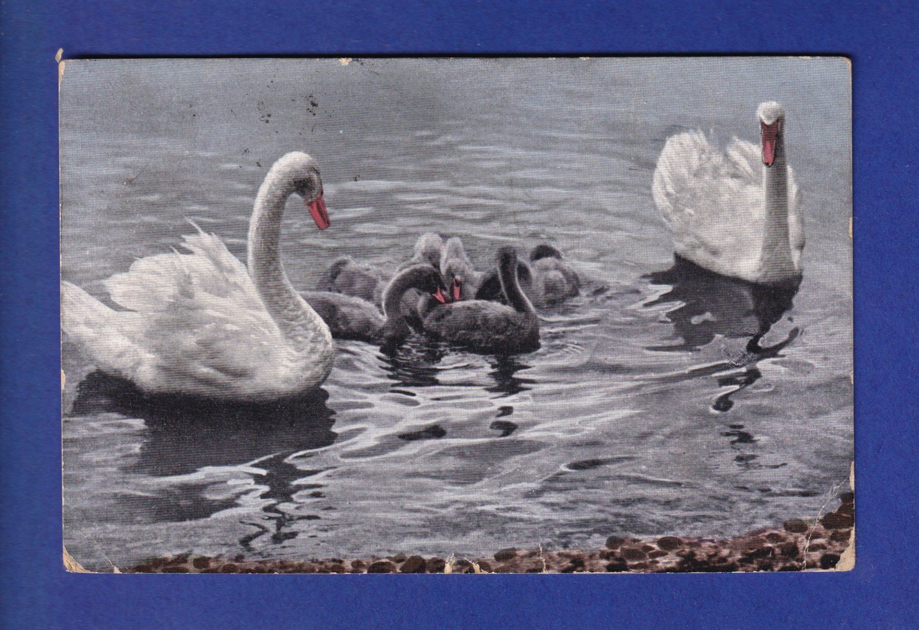 Cartoline postali: OISEAU - Cygnes et petits // plis d'angle // – Usato da Pully venduto da nicecards-shop