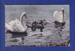 OISEAU - Cygnes et petits // plis d'angle //