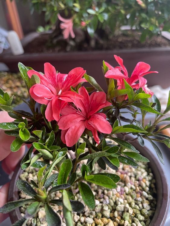 Azalea satsuki Kaufen auf Ricardo