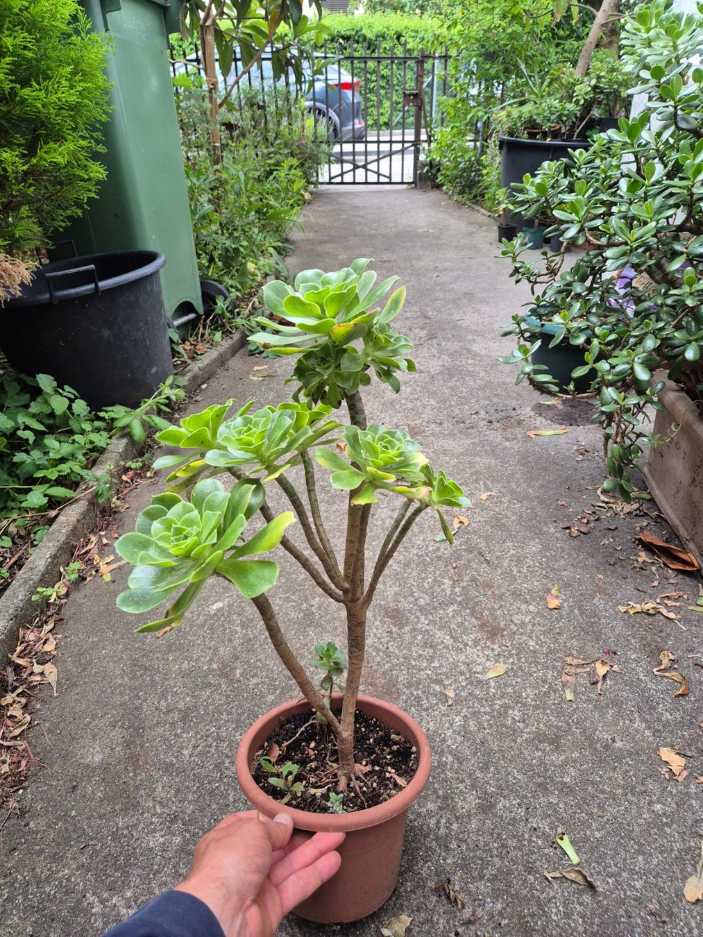 Piante & sementi: Sukkulente Dickblattrosette Aeonium Arboreum – Usato da Dietikon venduto da til_k6qc 1
