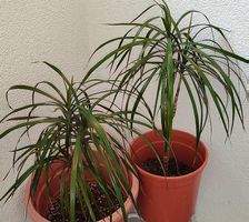 Lot de 2 plantes vertes dragonniers