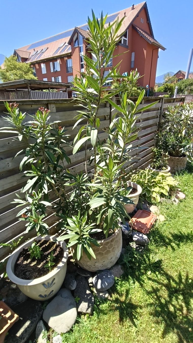 Piante & sementi: Oleander im Topf, rot bis dunkelrosa blühend – Usato da Steffisburg venduto da tut_s28q 1