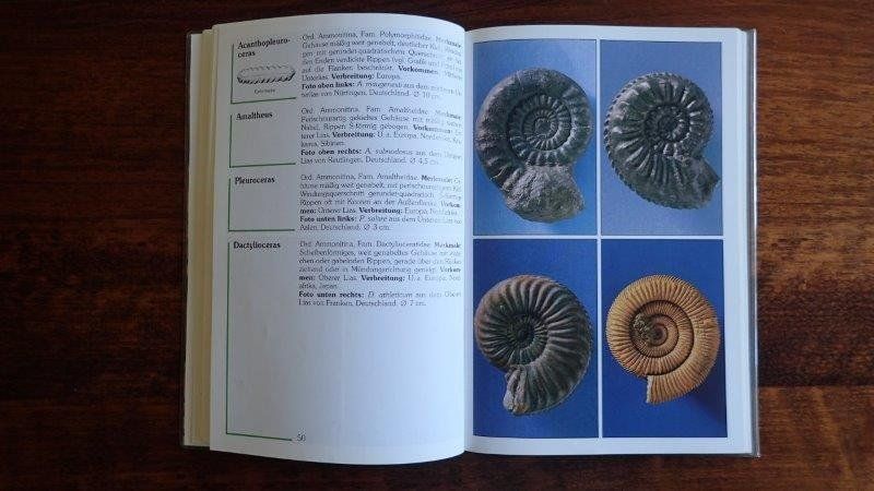 Bücher: Fossilien Bücher/Hefte – Gebraucht aus Rickenbach BL von Oktober68 3