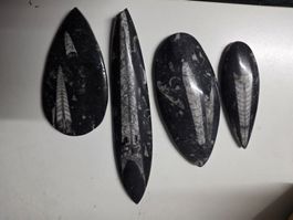 Orthoceras Fossilien poliert