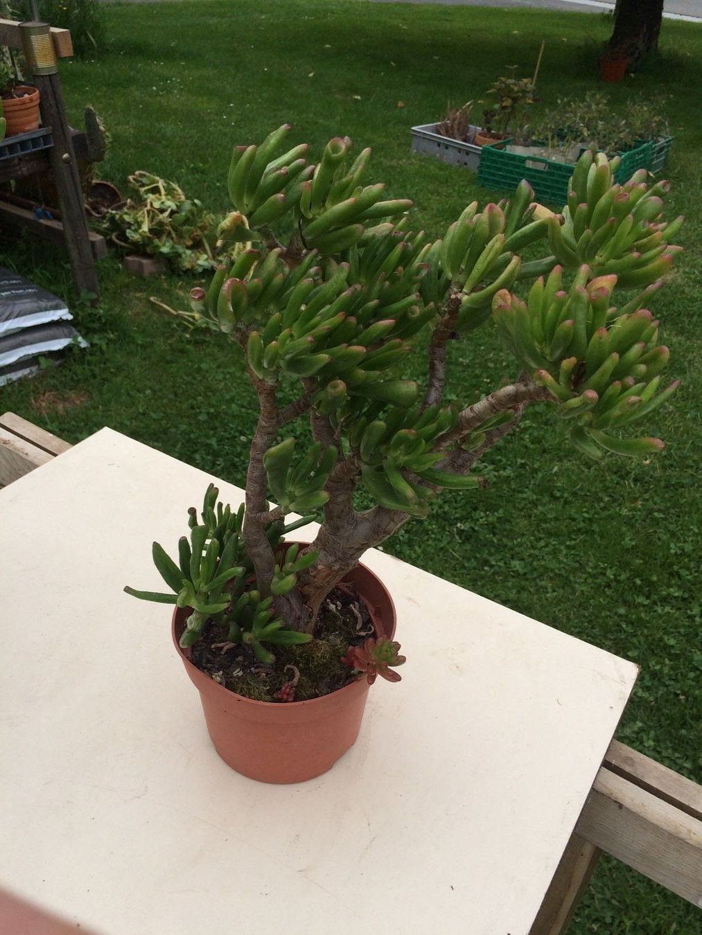 Piante & sementi: Crassula argantea – Usato da Vinelz venduto da Wellensittich55 6