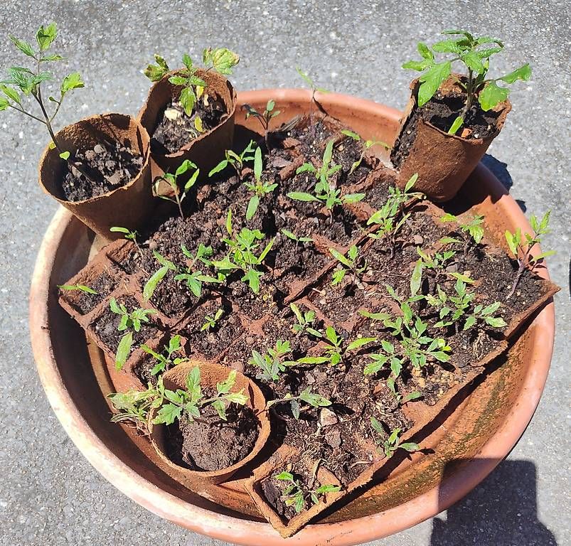 Piante & sementi: Gratis Tomatensetzlinge vermutlich Cherry – Usato da Aarau venduto da ale_2tmq 1