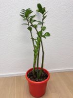 ZZ plant Glücksfeder Zamioculca - 86 cm