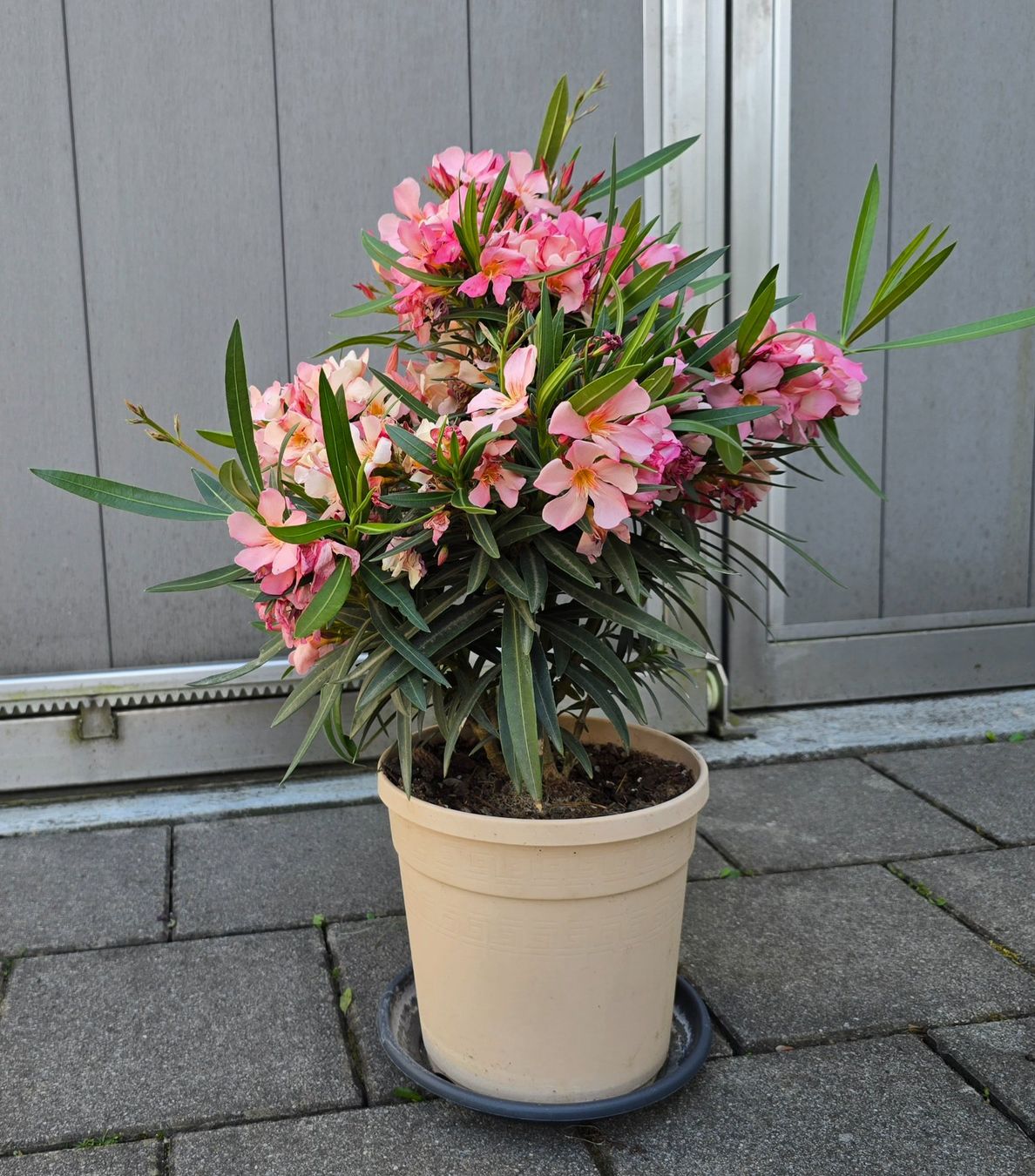 Piante & sementi: Kleiner Oleander – Nuovo (secondo la descrizione) da Aarburg venduto da popkorn65 3