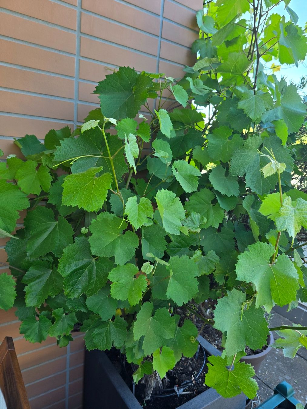 Piante & sementi: Weinstock Trauben Pflanzen – Usato da Bergdietikon venduto da ewa1005 2
