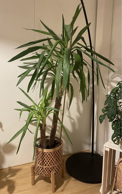 Yucca Pflanze Kaufen auf Ricardo