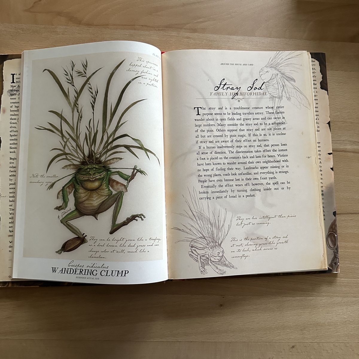 Libri: Arthur Spiderwick's Field Guide – Nuovo (secondo la descrizione) da Sax venduto da kaulquappe01 1