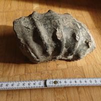 Ammonit aus dem Kimmeridgium/Oxfordium des Jurassics