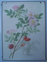 ⭐Schulwandbild Nr. 101 "Heckenrose" von Marta Seitz