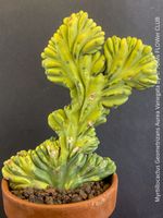 Myrtillocactus Geometrizans Aurea Variegata - Rarität