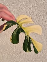 🌿Rhaphidophora Tetrasperma Variegata Ableger #5🌿