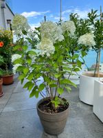 Hortensie (Hydrangea paniculata) zu verkaufen