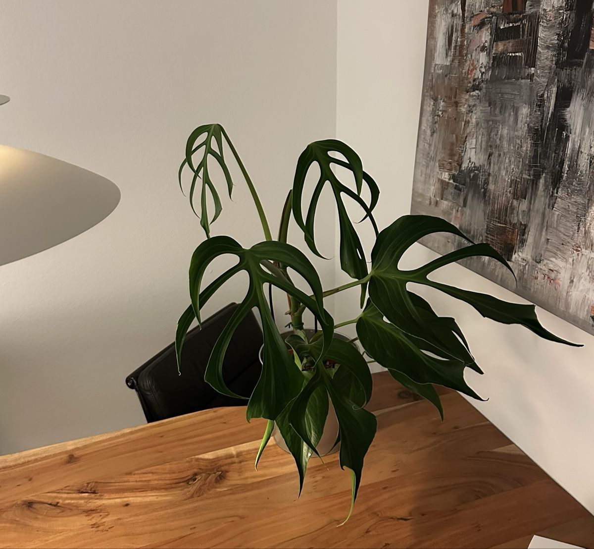Piante & sementi: Monstera Burl Marx Flame – Usato da Bern venduto da geo_6hl8 1