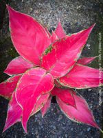 Aglaonema Cherry Baby mit unglaublich roten Blättern