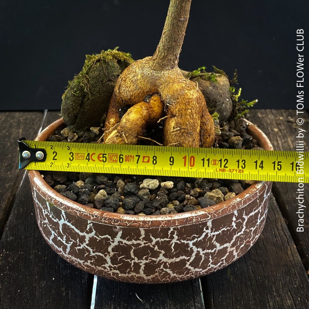 Piante & sementi: Brachychiton Bidwillii - Bonsai Bäumchen - Flaschenbaum – Nuovo e nell'imballaggio originale da Adliswil venduto da astom369 7