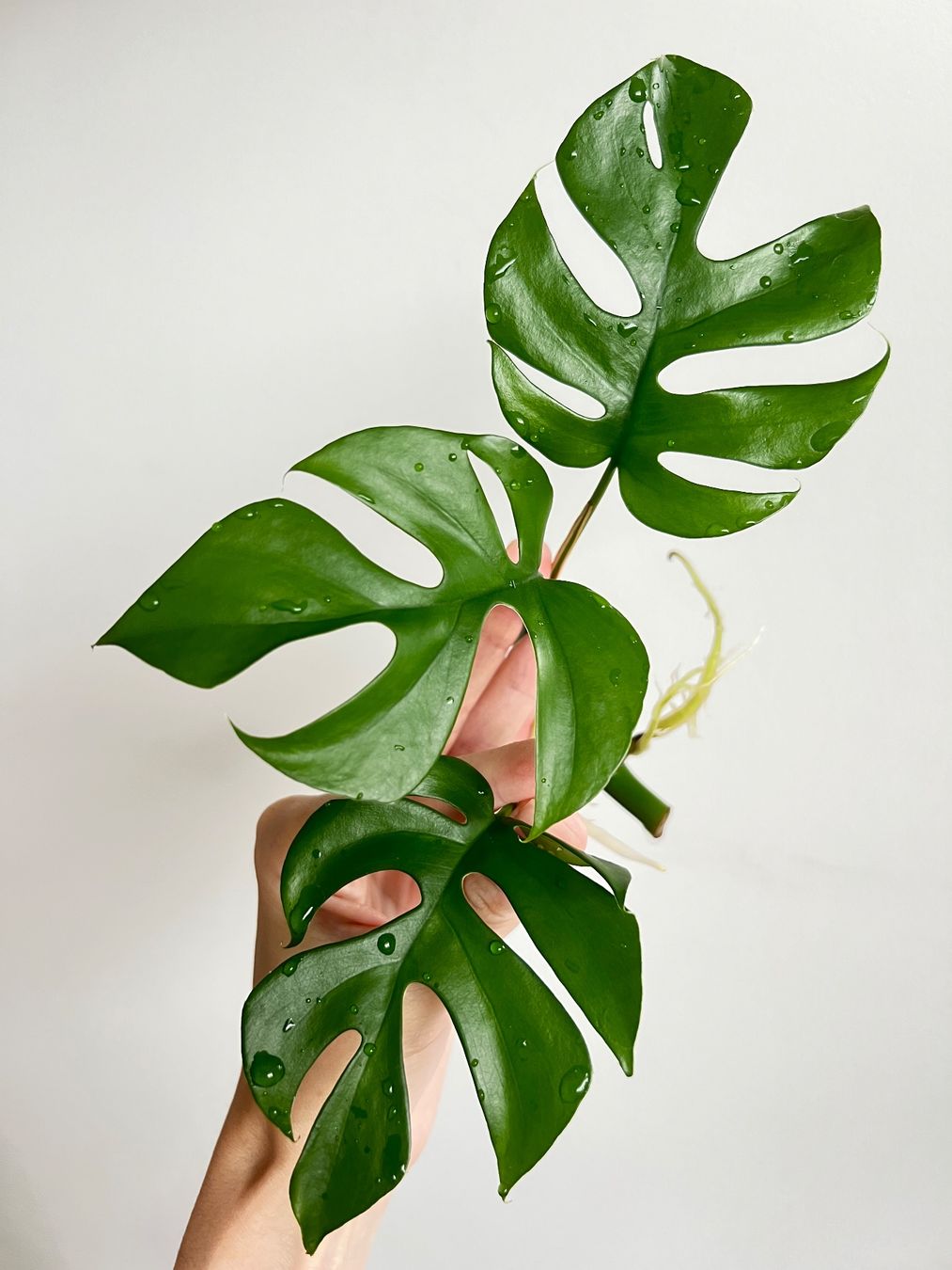 Piante & sementi: Monstera minima Kopfsteckling🔥 – Usato da Glattpark(Opfikon) venduto da ste_n99y 6