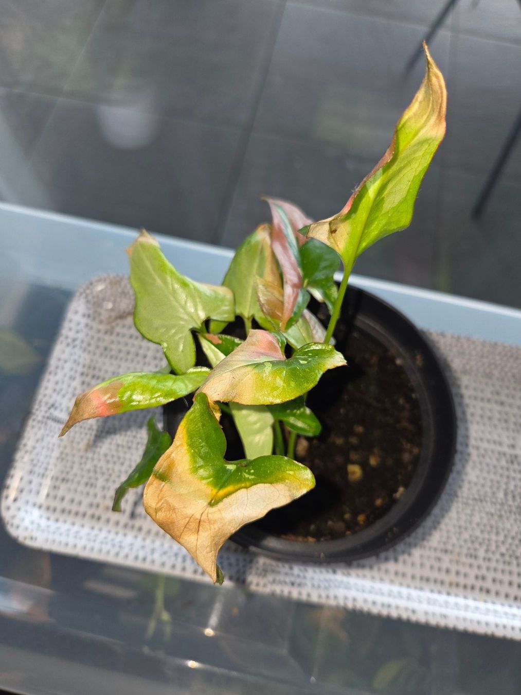 Piante & sementi: ** Syngonium Pink Splash** – Usato da Broc venduto da omegadlocks 1