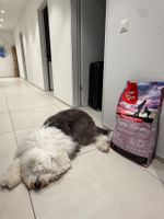 Orijen Puppy Large Dog Food Bag 11.4kg