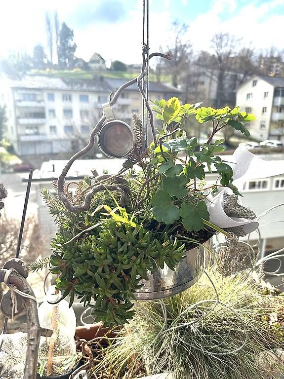 Piante & sementi: Winterharte Blumenampel  – Usato da Frauenfeld venduto da Irene.Schuppli 2