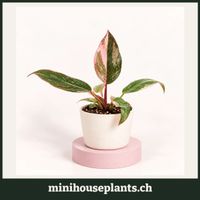 Philodendron 'Pink Princess' Babypflanze 6 cm